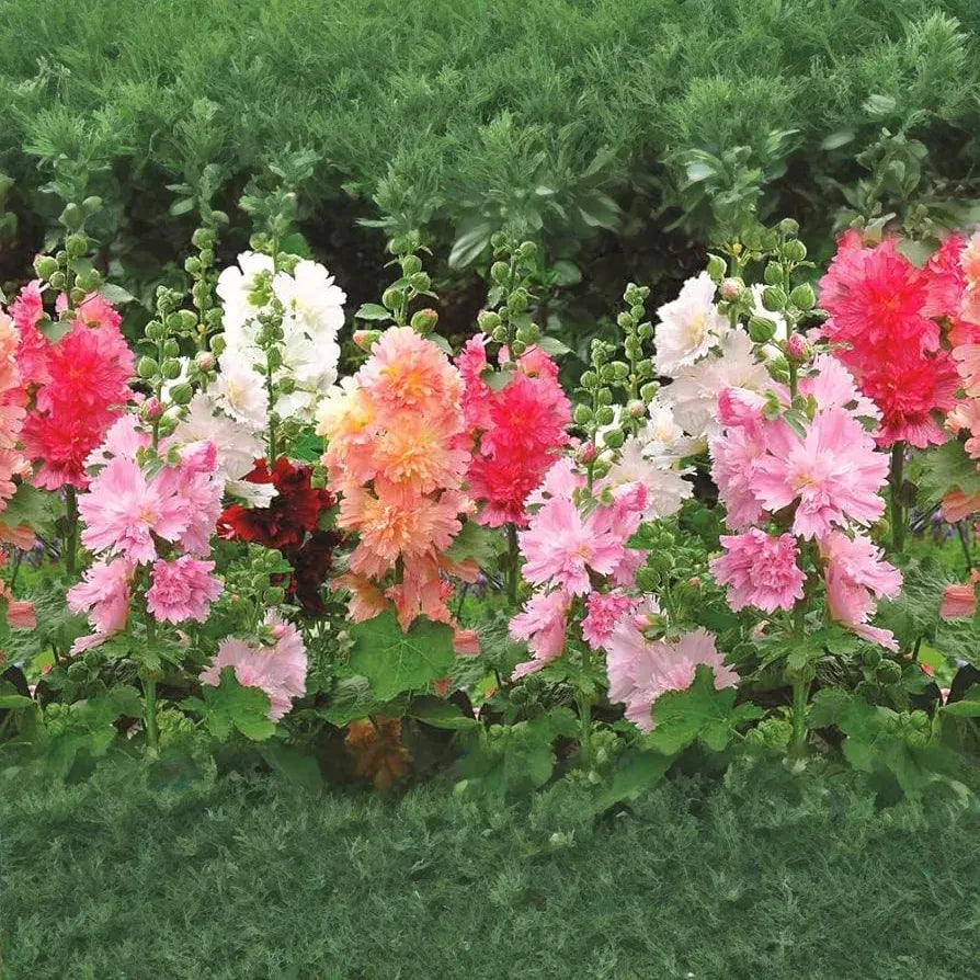 50 Seeds Hollyhock Majorette Double Mix - Dwarf Biennial, Non-GMO, Pollinator-Friendly, Vibrant Double Blooms, for Gardens (Alcea rosea)