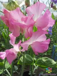 50+ Aunt Jane Sweet Pea Seeds – Soft Pink Fragrant Blooms for Garden Planting, Climbing Vines for Trellises & Bouquets – USA