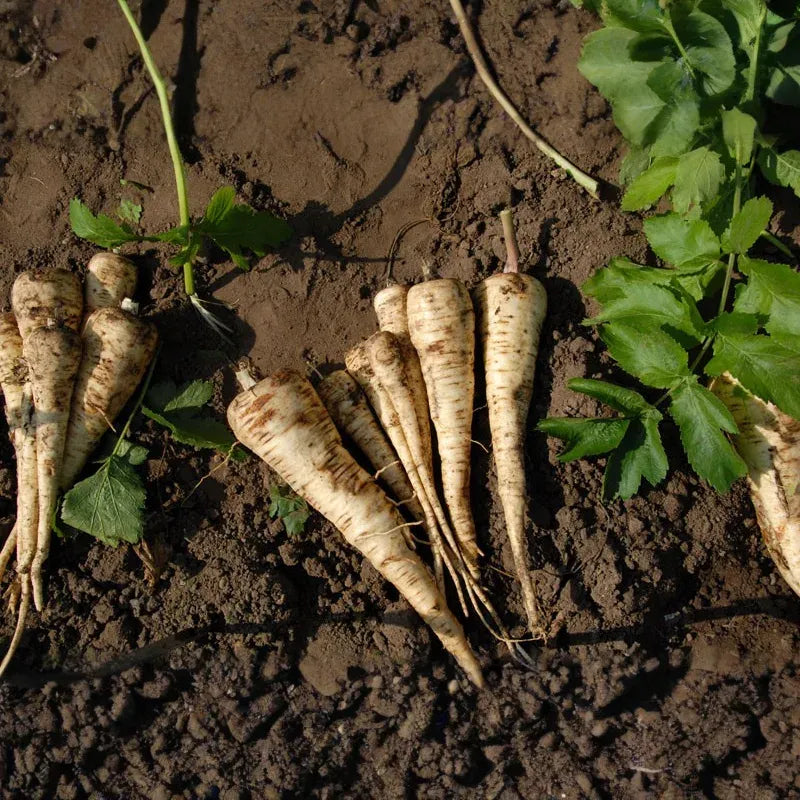 350 Seeds Parsnip All American for Planting (Pastinaca sativa) - Sweet Nutritious Root Vegetables for Home Gardens, High Yield, Easy to Grow