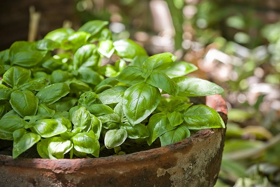 200 Dwarf Greek Basil Seeds – Ocimum basilicum – Heirloom, Compact & Fragrant, Perfect for Containers, Non-GMO
