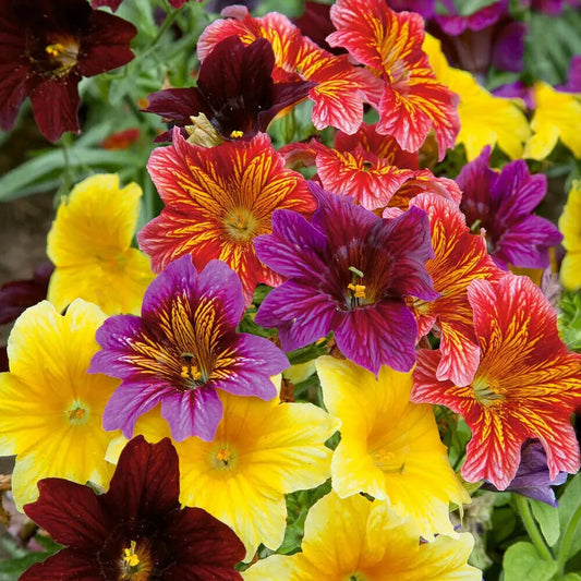 500 EZ Annual Flower Seed Mix (Salpiglosis grandiflora), Bulk Paisley Flowers, Easy to Grow, Vibrant Colors, for Garden and Containers