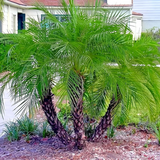 10 Dwarf Pygmy Date Palm Seeds – Phoenix roebelinii, Indoor Houseplant, 6 ft Tall, Subtropical Palm, Great for Containers & Landscaping