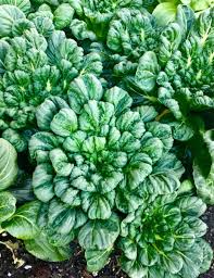 Pak Choi Tatsoi Seeds – 500mg for Planting, Heirloom Asian Greens, Fast-Growing, Mild Flavor, Garden & Container, High Yield