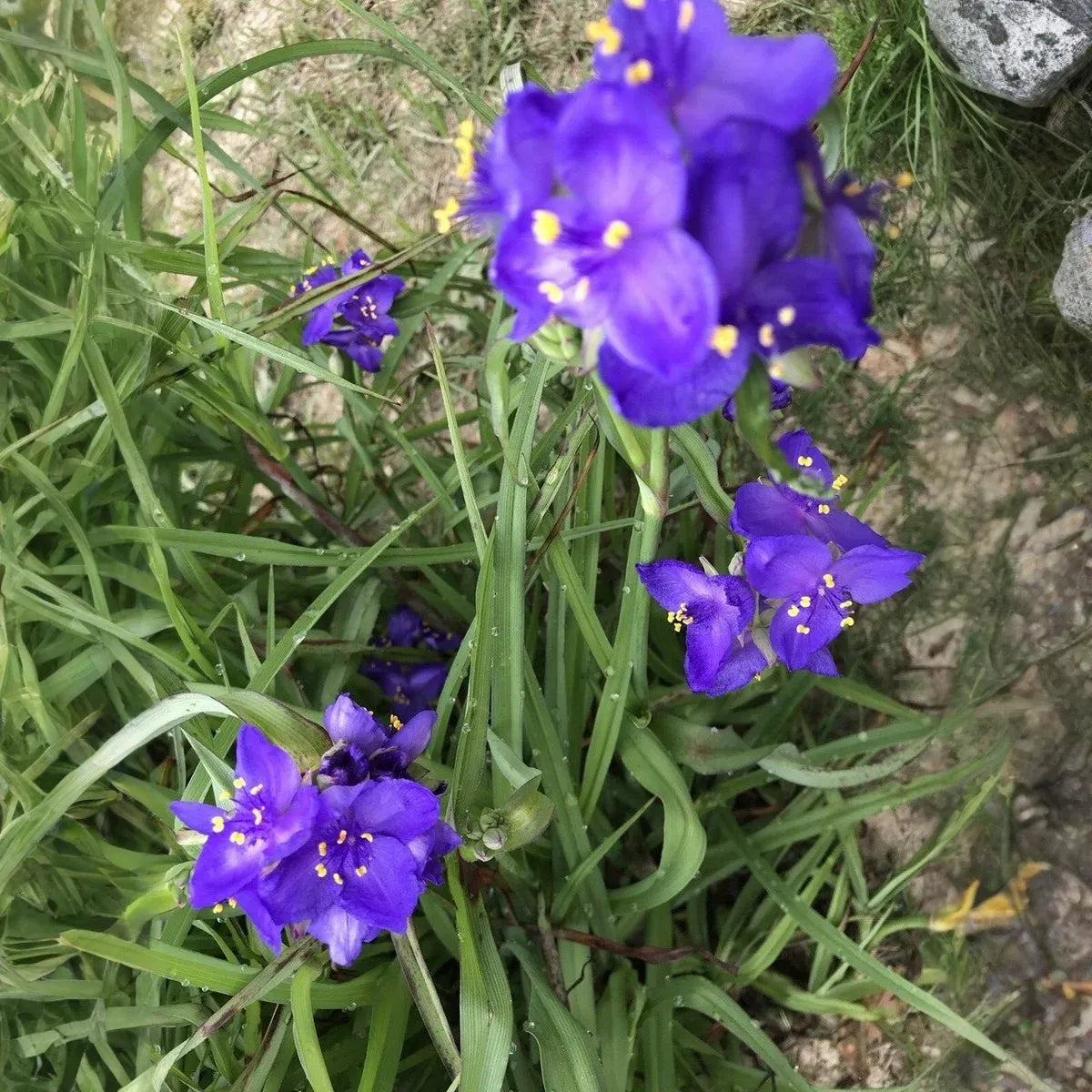 25 Spiderwort Plants (Tradescantia), Bare Root Rhizomes, Perennial with Purple Flowers