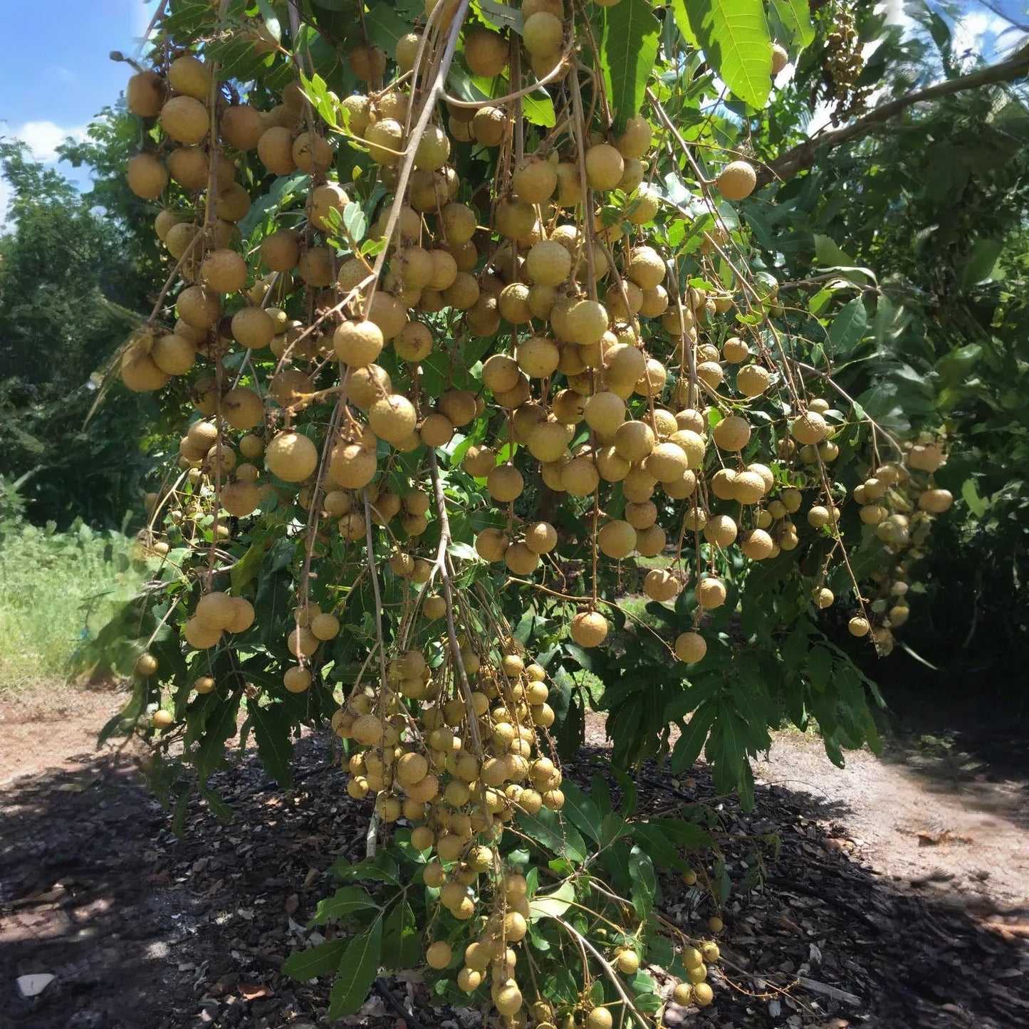 Longan Tree Dimocarpus Dragon Eye - 6” Seedling with Pot - Tropical Fruit Tree, Ready to Plant