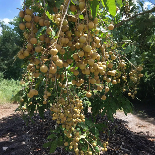 Longan Tree Dimocarpus Dragon Eye - 6” Seedling with Pot - Tropical Fruit Tree, Ready to Plant