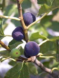 Texas Blue Giant Fig Seeds - 100+ Rare Fruit Tree Seeds - USA Grown -  - Sweet Blue Figs - Heat Tolerant - Home Orchard