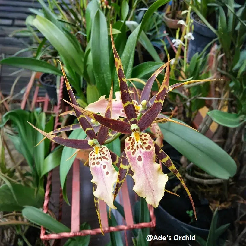Blooming Size Miltonia Hybrid Orchid | Unique New Cross | 3-6 Flowers Per Spike | 3-4" Blooms | Live Plant in 3.25" Pot