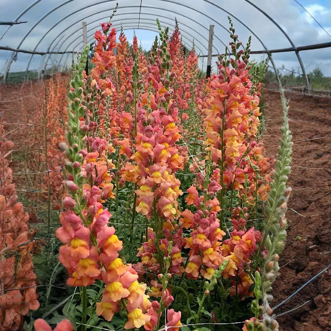 Antirrhinum majus Orange Wonder Snapdragon Seeds – 1000+ Vibrant Orange Blooms for Garden & Cut Flowers