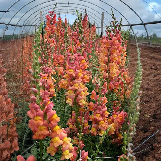 Antirrhinum majus Orange Wonder Snapdragon Seeds – 1000+ Vibrant Orange Blooms for Garden & Cut Flowers