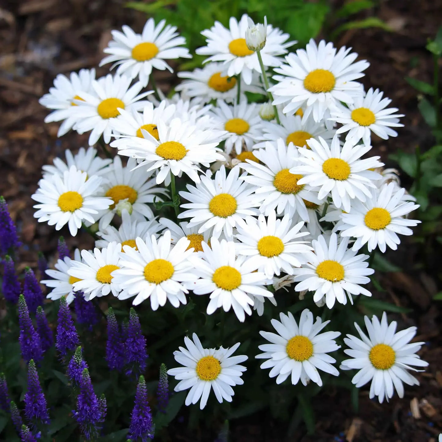 100mg Shasta Daisy Seeds, Leucanthemum × superbum, Hardy Perennial with Classic White Blooms