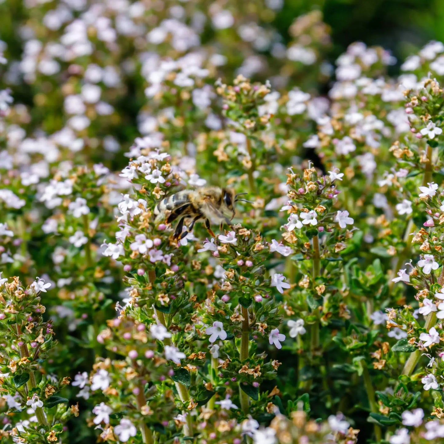 2200 Seeds Thyme (Thymus vulgaris) – Culinary Herb for Cooking, Seasoning, and Pollinator-Friendly Gardens