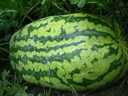 50 Carolina Cross Watermelon Giant Melon Seeds - USA Grown -  - Prize-Winning Variety - Sweet Juicy Fruit - Home Garden