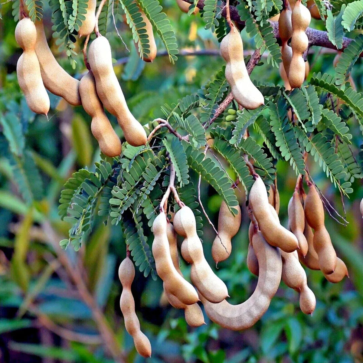 5 Tamarind Tree Seeds (Tamarindus indica) – Tropical Fruit Tree, Bonsai Potential, 80ft Mature Height