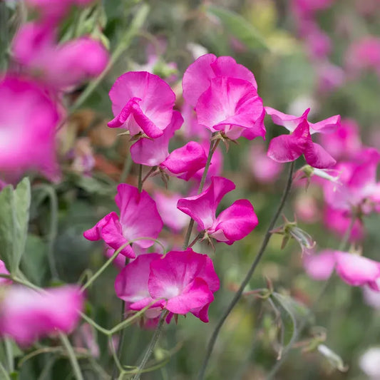 Solstice Rose Sweet Pea Seeds – 50+ Rose-Pink Blooms – Early-Blooming Climbing Vine for Trellises, Bouquets, Containers , Cottage Gardens