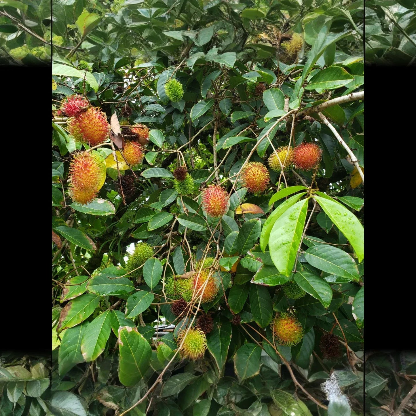 5 Unrooted Rambutan Cuttings (Nephelium lappaceum) | 5-6" Long for Grafting | Hairy Fruit Tree Cuttings for Propagation & Planting