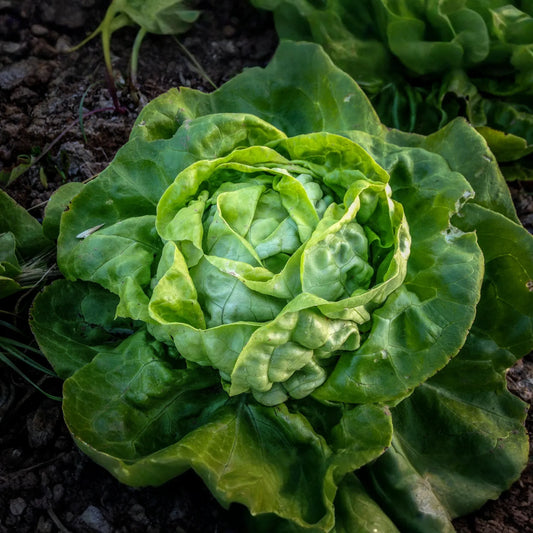1g Buttercrunch Butterhead Lettuce Seeds Lactuca sativa | Heirloom, Non-GMO, Sweet, Crisp, Tender Leaves, Easy to Grow Salad Green