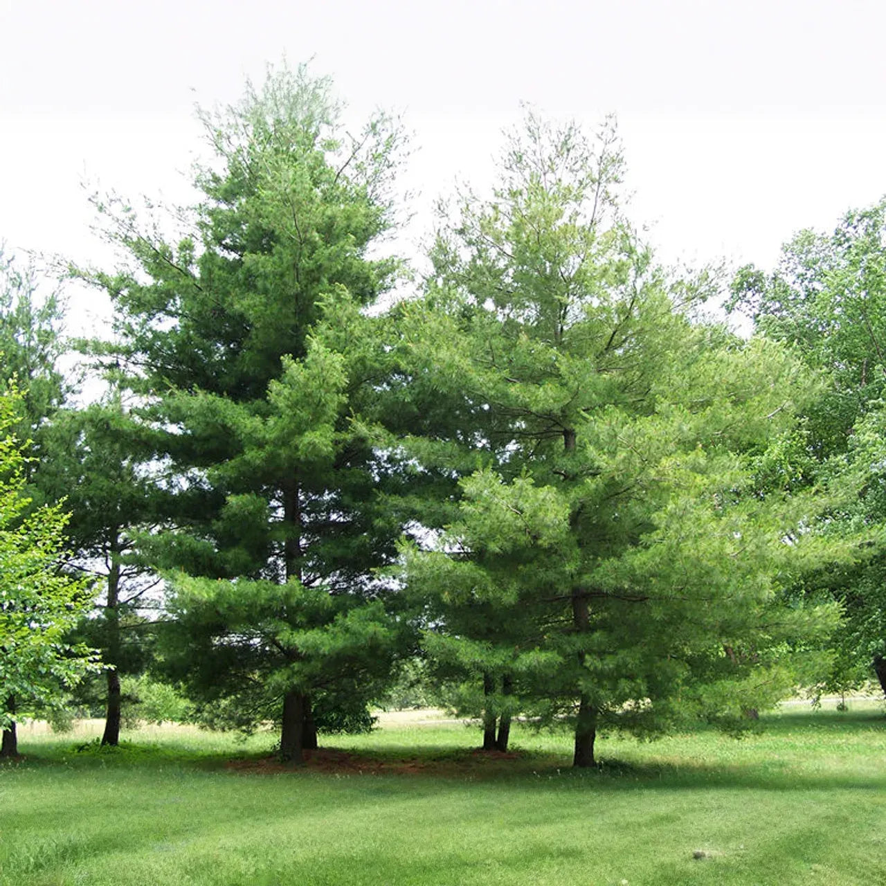 10 Pine Tree Seedlings 3"-6" Tall, Bare Root, Fast-Growing Wild Pines for Landscaping