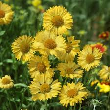 25 Yellow Blanket Flower Seeds – Gaillardia aristata 'Aurea Pura' – Perennial, Drought-Tolerant, Bright Yellow Blooms for Pollinators
