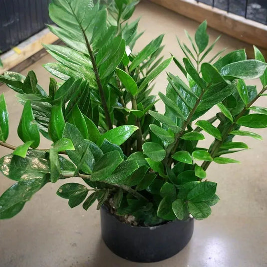1 Zamioculcas zamiifolia - ZZ Chameleon Live Plant 7" Tall in 4" Pot - Low-Light Indoor Houseplant