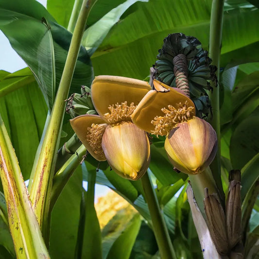 1 Seedling Largest Giant Banana Live Fruit Plant (Musa ingens)