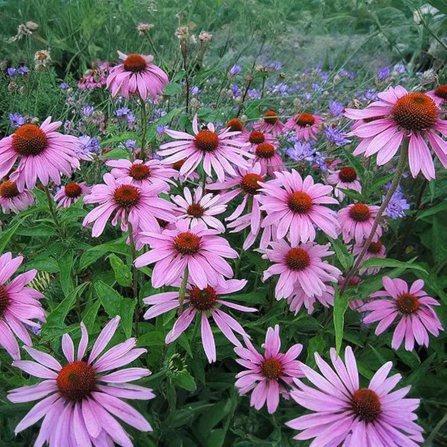 500mg Purple Coneflower Seeds (Echinacea purpurea) - Perennial Pollinator-Friendly Garden Favorite