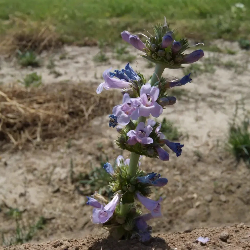 100 mg Seeds Penstemon Acuminatus (Sharpleaf Penstemon) for Planting | Native Perennial Wildflower for Pollinator Gardens & Landscaping