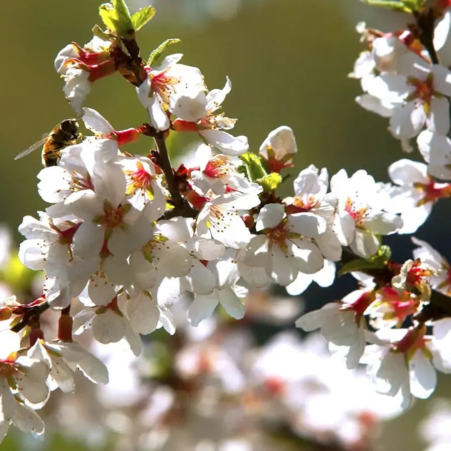 Nanking Cherry Seeds – Prunus tomentosa – 10 Seeds for Planting, Hardy Flowering Shrub, Pink Blossoms, Great for Hedges & Landscapes