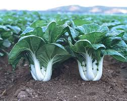 Dwarf Pak Choi Baby Bok Choy Seeds – 500mg for Planting, Heirloom Variety, Tender & Crisp, Fast Growing, Cold Hardy, Garden  Container