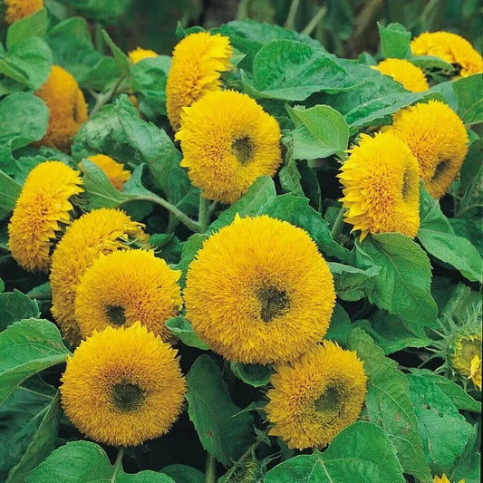 Teddy Bear Dwarf Sungold Sunflower Seeds – 1g for Planting, Compact Golden Blooms, Pollinator Flower, Easy-Grow Annual for Garden Beds