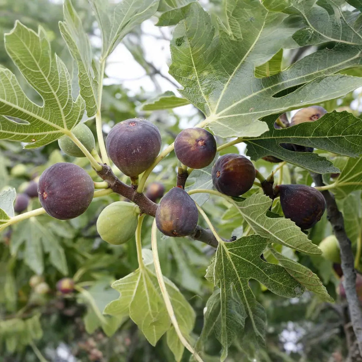 Olympian Fig Seeds – 100+ Heirloom Fruit Tree Seeds, , Cold-Hardy, Sweet Purple Figs, Container or Garden Growing