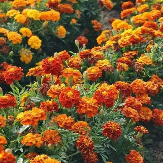 500mg Sparky Mixture Marigold Seeds, Vibrant French Marigolds, Bold Orange & Red Blooms