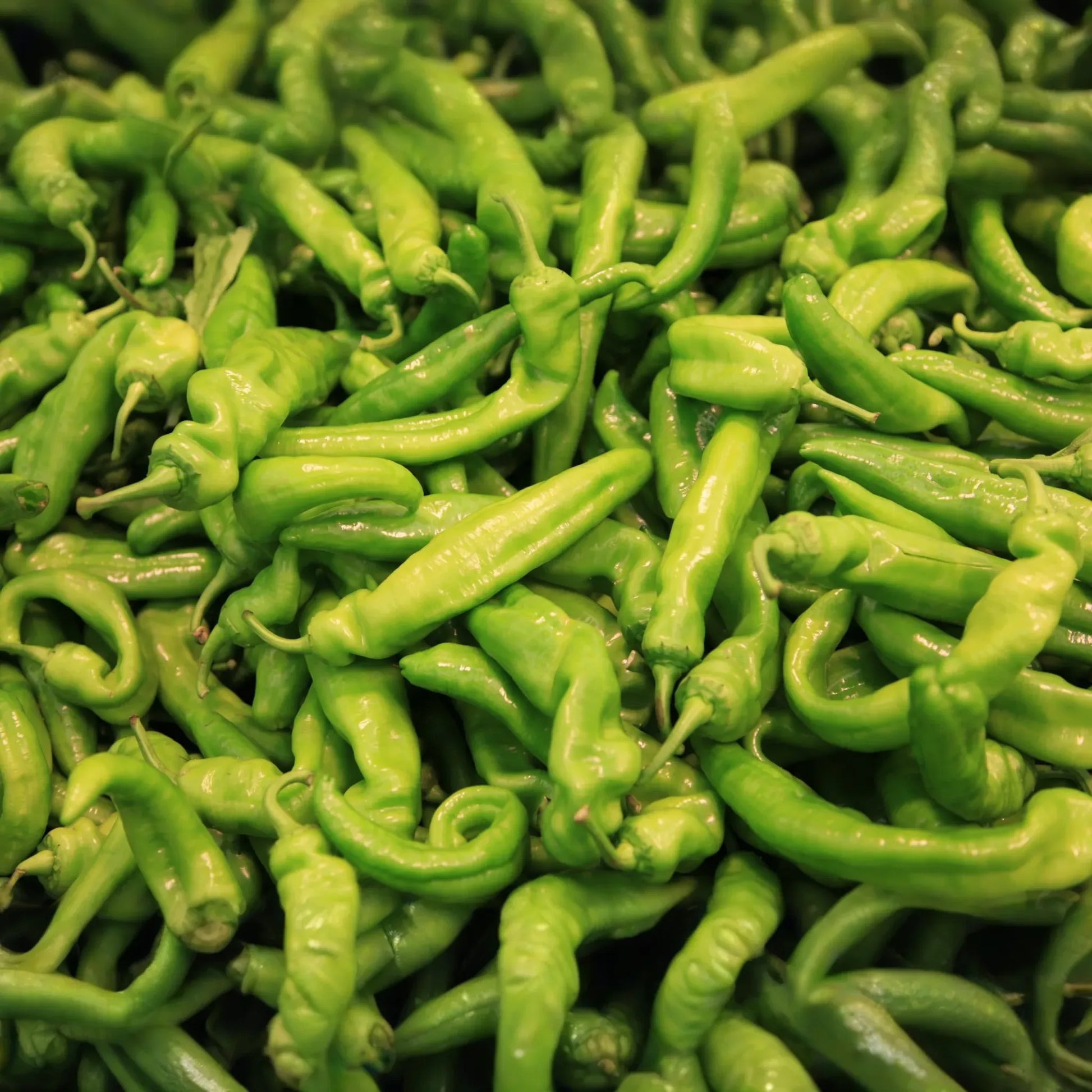 Pepperoncini Italian Sweet Pepper Seeds – 250mg for Planting, Heirloom Variety, Mild & Tangy, High Yield, Great for Pickling Salads