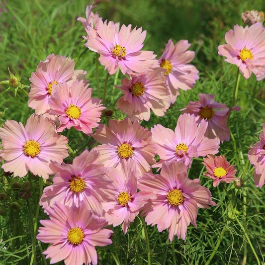 Apricotta Cosmos Seeds – 200+ Apricot-Peach Blooms – Romantic Garden Flower for Bouquets, Cottage Borders, Pollinators & Summer Beds – USA