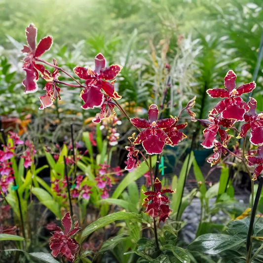 Odonticidium Wildcat 'Bobcat' Orchid Plant | Burgundy & Yellow Blooms | AM/AOS Award | Live Starter Plant in 3" Pot