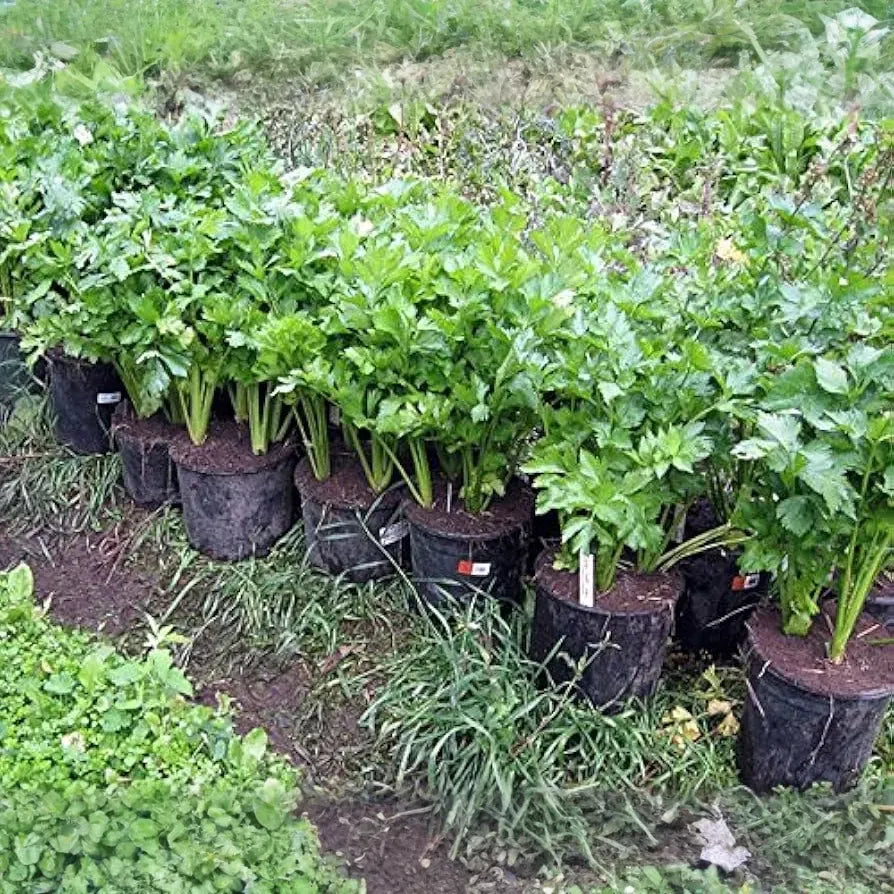 Chinese Celery Kintsai Dark Green Seeds – 500mg for Planting, Heirloom Variety, Aromatic & Tender, High Yield, Garden Container