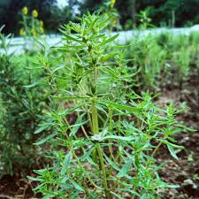Summer Savory Seeds – 1g for Planting, Heirloom Variety, Fragrant Flavorful, Fast Growing, High Yield, Culinary Herb, Garden & Container