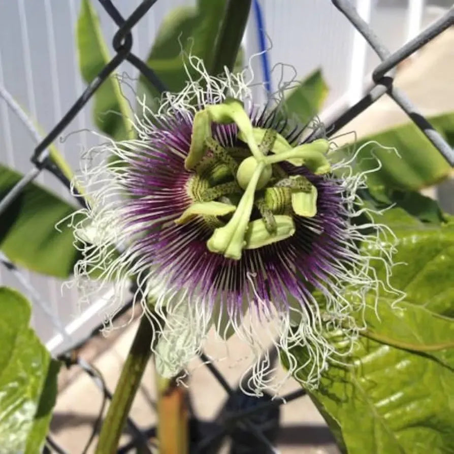 Red Passion Fruit Starter Plant - Passiflora edulis Live Vine 1'-2' | Tropical Fruit Plant for Home Garden