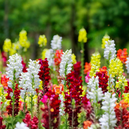 Cinderella Snapdragon Seeds (Antirrhinum majus) | 1000+ Seeds | Delicate Pastel Blooms for Garden & Cut Flowers