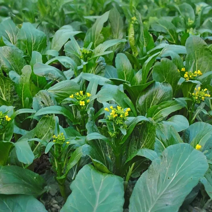 500mg Yu Choy Sum Seeds Brassica rapa Flowering Jung Green for Planting | Heirloom Asian Greens Tender Stalks & Yellow Flowers
