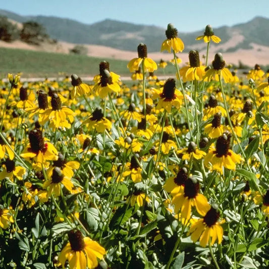 Clasping Coneflower Seeds – Dracopis amplexicaulis – 100mg (~200 Seeds), Native Annual, Yellow Blooms, Pollinator Friendly, Easy Wildflower