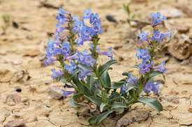 Waxleaf Penstemon Seeds – Penstemon nitidus – 100mg for Planting, Native Wildflower, Lavender Blooms, Drought-Tolerant, Pollinator-Friendly