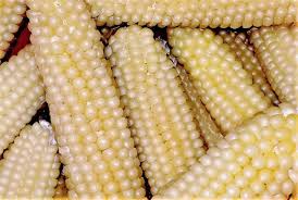 Popcorn Japanese Hulless White Seeds – 5g for Planting, Baby Corn, Tender Crisp, High Yield, Garden & Field, Non-GMO