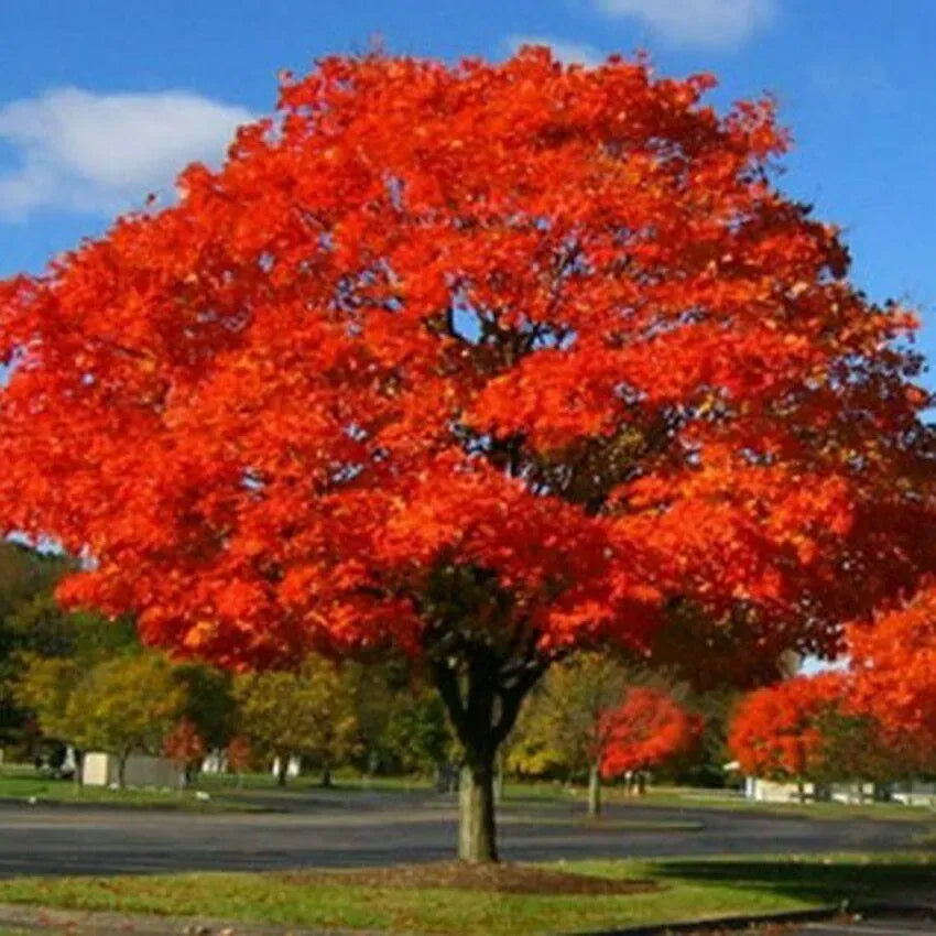 1 Northern Red Oak Tree (Quercus rubra) - Live Bare Root Plant 2-3 Feet - 🆕 New Arrivals, All Products, Products from Jayme Garden - Little Red General Store