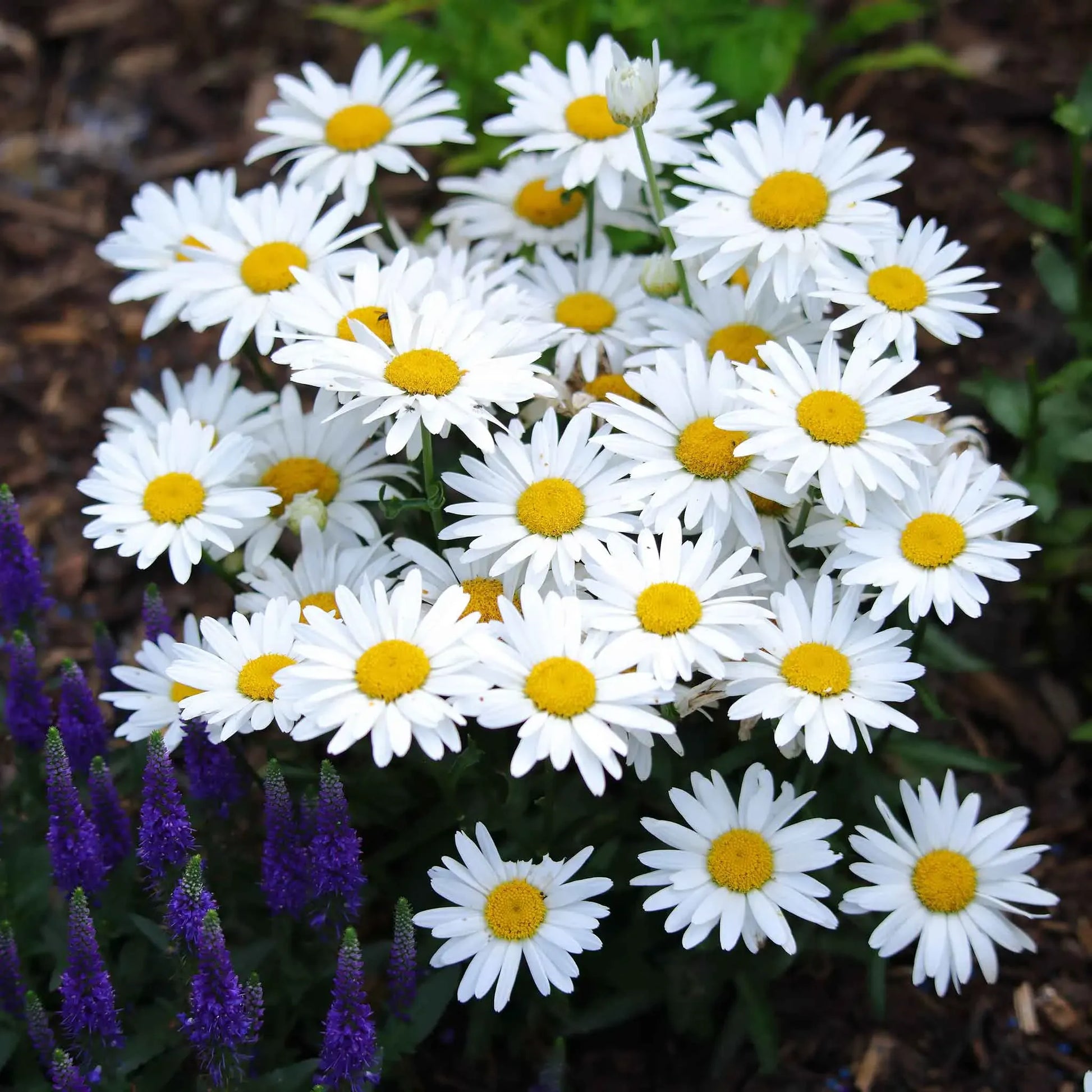 Shasta Daisy Seeds – Leucanthemum superbum – 100mg (~100 Seeds), White Perennial Blooms, Pollinator Friendly, Cottage Garden Classic