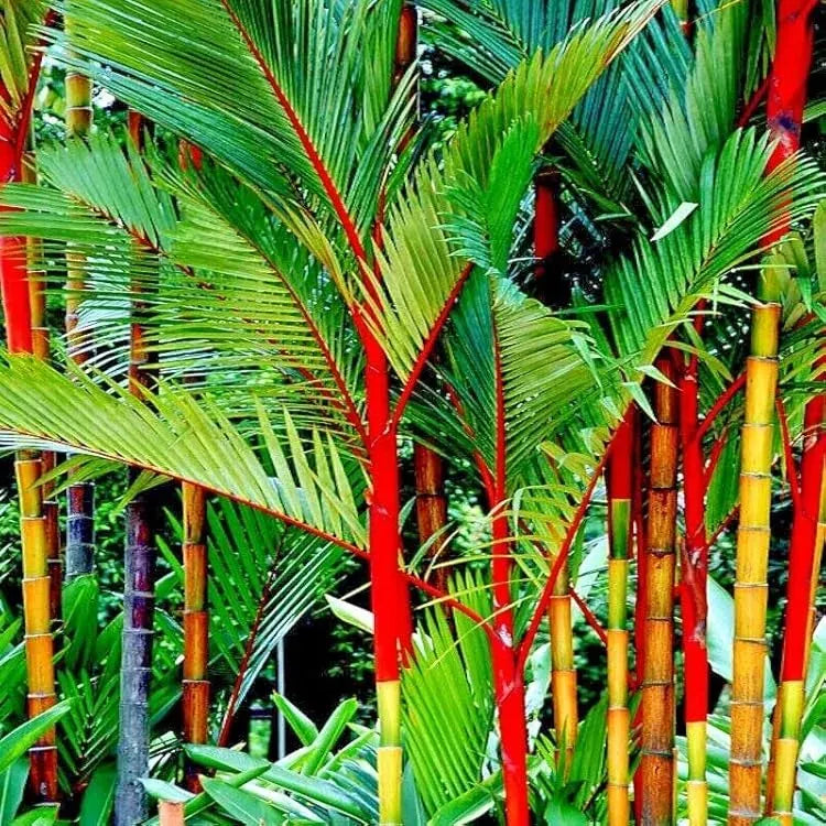 10 Red Sealing Wax "Lipstick" Palm Seeds – Cyrtostachys Renda, Rare Indoor Plant, Tropical Garden Palm