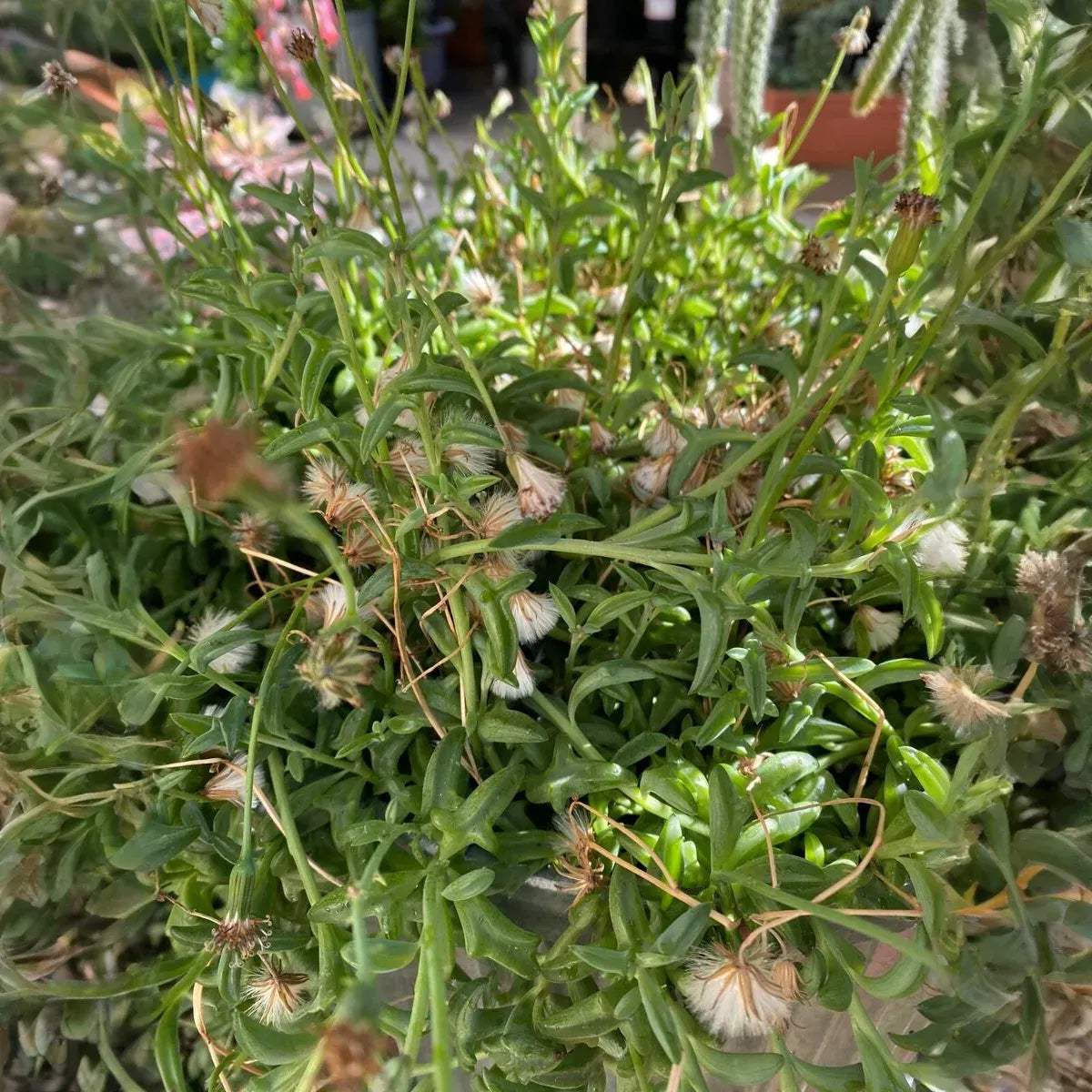 12 Cuttings String of Dolphins Senecio peregrinus Succulent Plant (4-8 Inches)