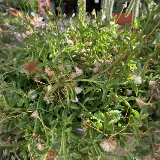 12 Cuttings String of Dolphins Senecio peregrinus Succulent Plant (4-8 Inches)
