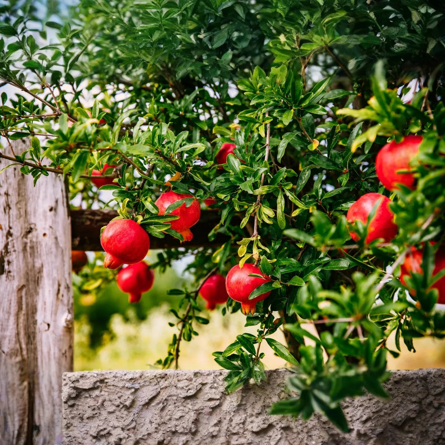 25 Pomegranate Seeds (Punica granatum) - Sweet Tropical Edible Fruit Shrub/Tree, Grow Your Own Fresh Pomegranates, Fast Growing, Healthy
