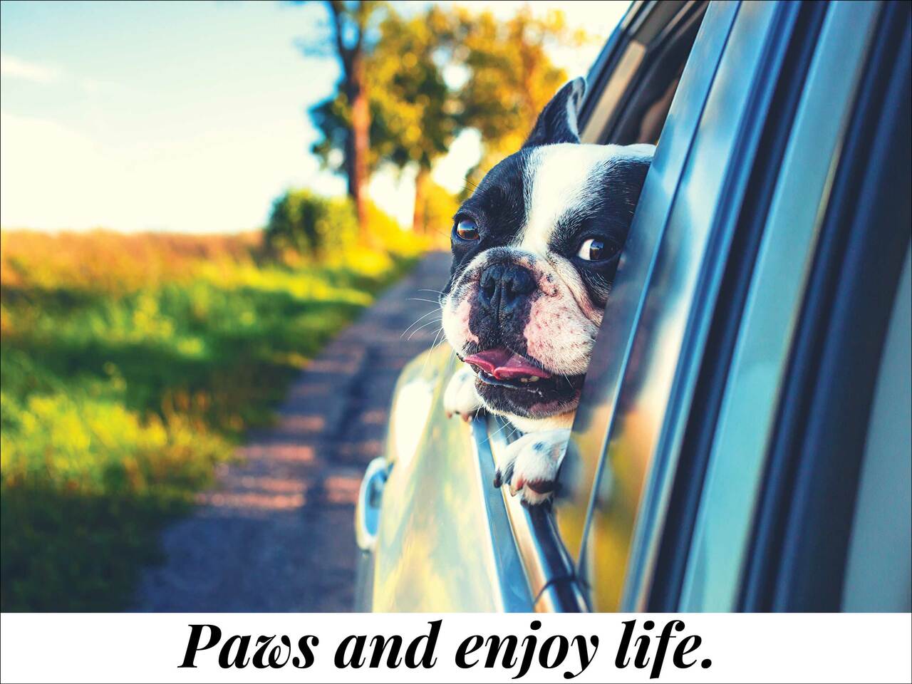Paws and Enjoy Life Dog Poster Bulldog Wall Print (24"x18")